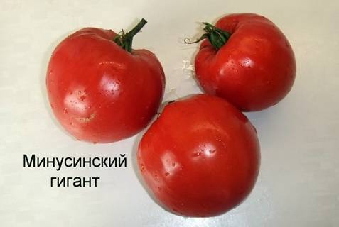 Чем ценны минусинские томаты