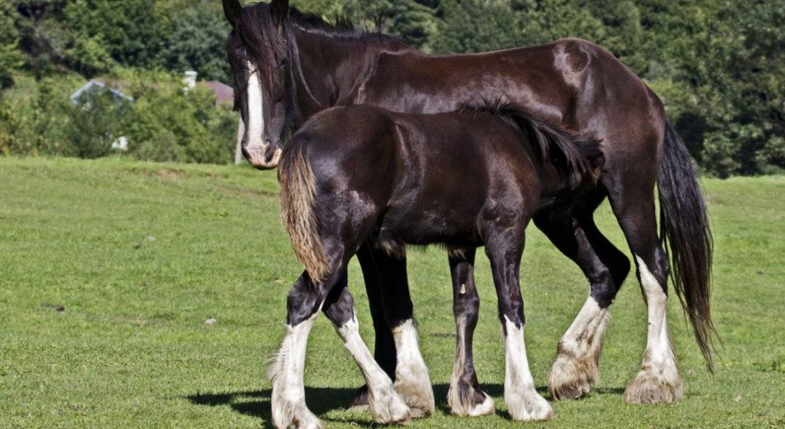 Характеристика и условия содержания породы лошадей шайр