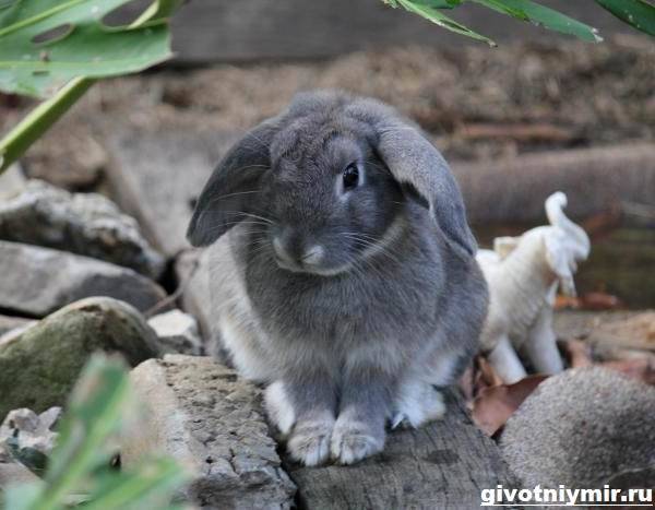 Пастереллез кроликов: причины, лечение, профилактика