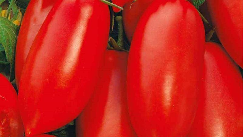 Подарок для начинающих огородников — томат «челнок» неприхотливый в уходе и богатый на урожай