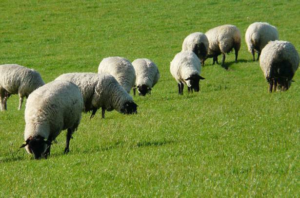 Кормление овец в домашних условиях