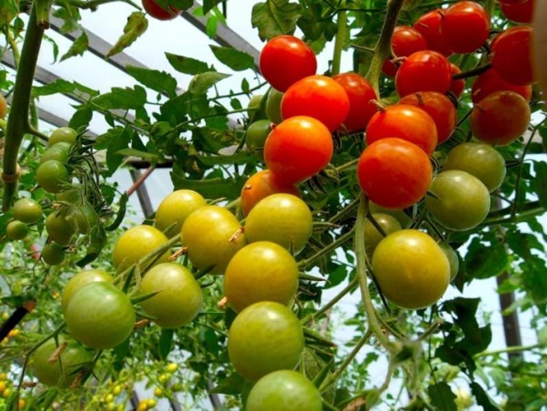 Выращивание помидоров в теплице из поликарбоната