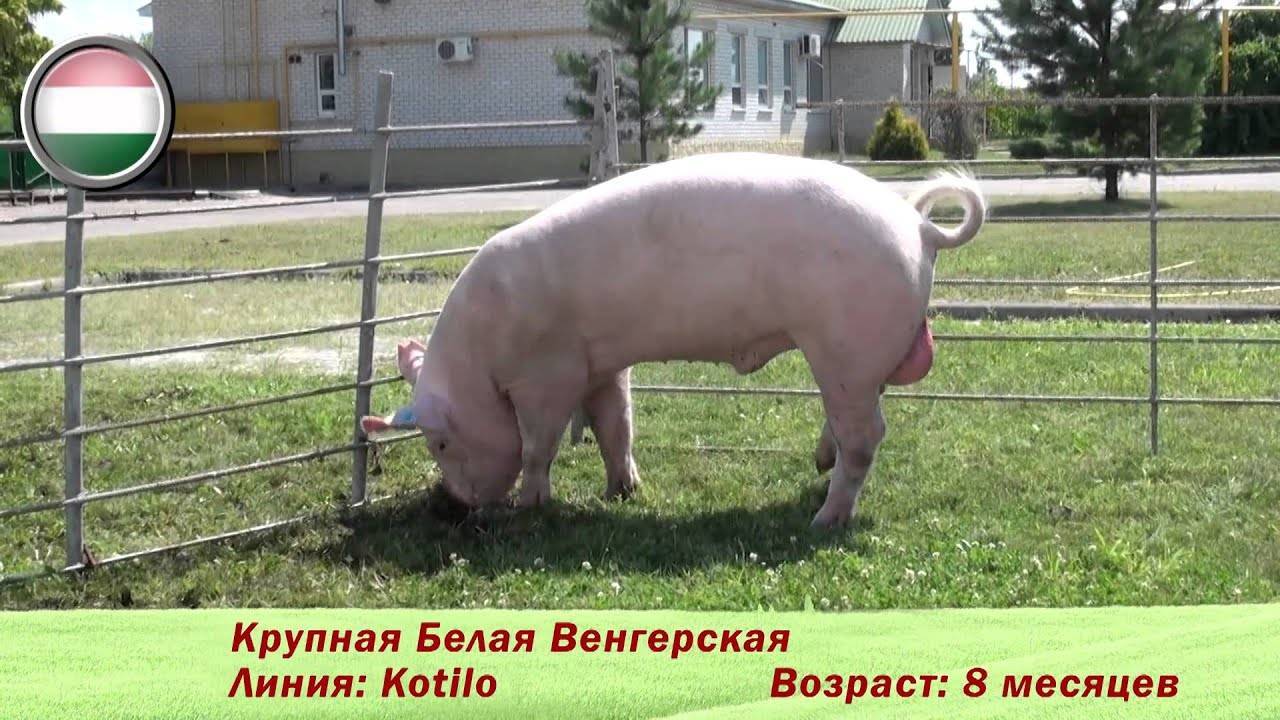 Крупные породы свиней: описание, фото. крупная белая, украинская степная белая, миргородская, дюрок, вьетнамская вислобрюхая, ландрас