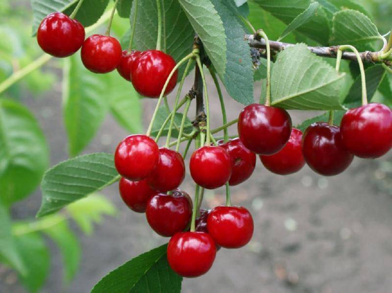 Описание и характеристики сорта вишни Игрицкая, особенности выращивания и ухода
