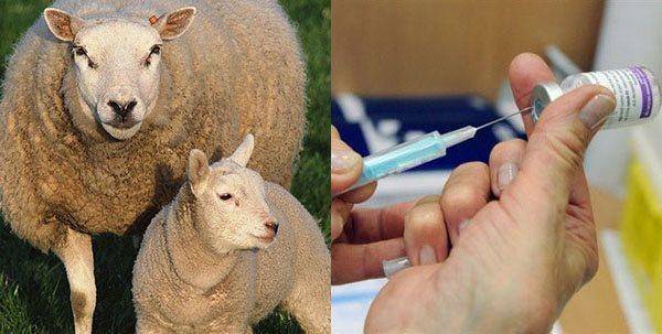 Молочные овцы породы и полезные сведения о нюансах разведения