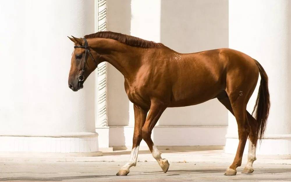 Донская порода лошадей: как она появилась и какими особенностями отличается?