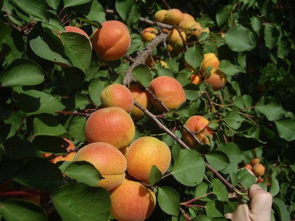 Абрикос краснощёкий: как выращивать сладкий фрукт в саду