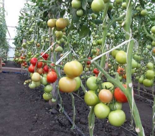 Описание сорта томата Золотая кисть, особенности выращивания и ухода