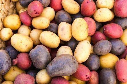 Картофель сорта жуковский: ранний урожай на вашей грядке