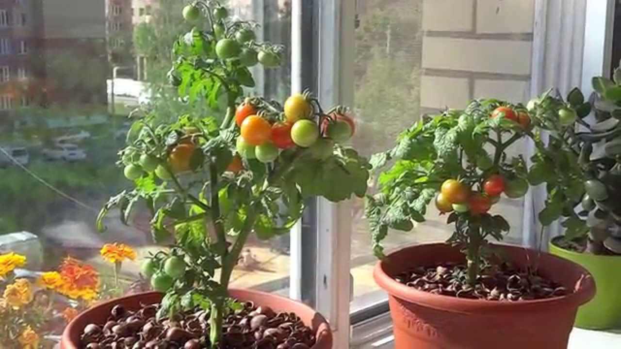 Томат балконное чудо: выращивание в открытом грунте и в домашних условиях
