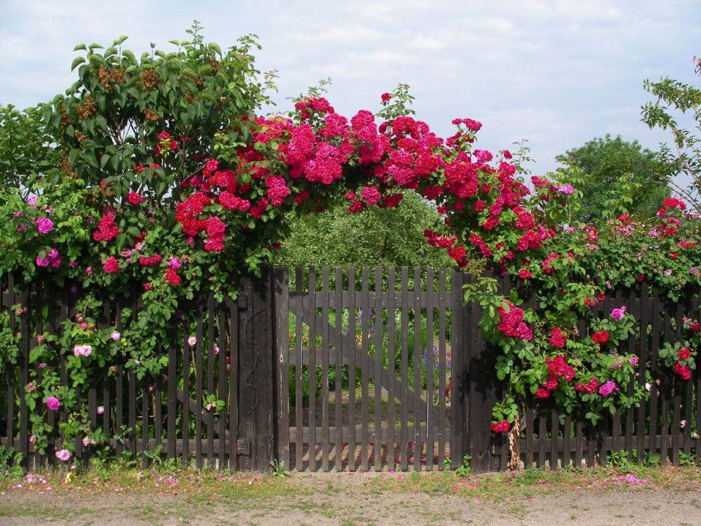Почему не цветет домашняя роза в саду