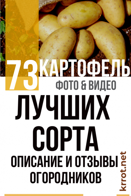 Лучшие сорта картофеля: фото и описание