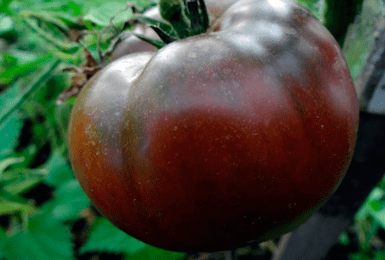 Описание и характеристика сорта томата Шоколадное чудо