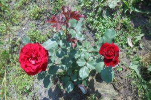 Роза флорибунда кимоно: описание сорта и особенности выращивания красивых цветов