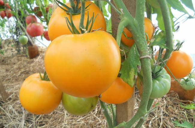 Описание сорта томата хурма, его характеристика, и на что обратить внимание при выращивании