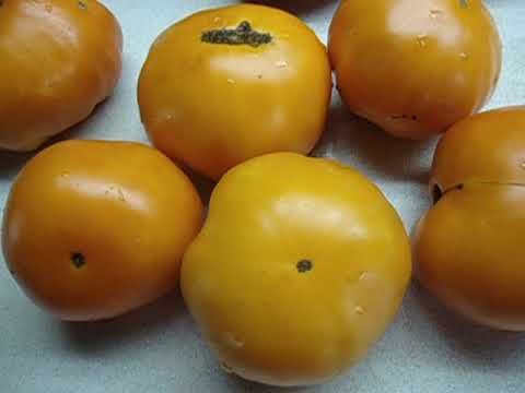 Описание томата алтайский оранжевый, культивирование и выращивание сорта