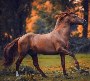 Случная болезнь лошадей