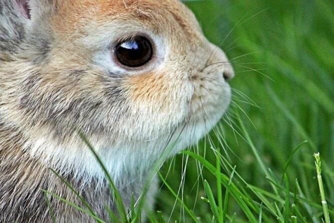 Советская шиншилла: описание универсальной породы кролика и особенности её содержания