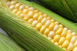 Кукуруза — полезные свойства овоща и какую опасность она может в себе нести?