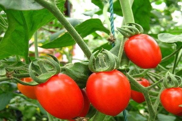 Описание сорта томата Кнопка, его характеристика и урожайность