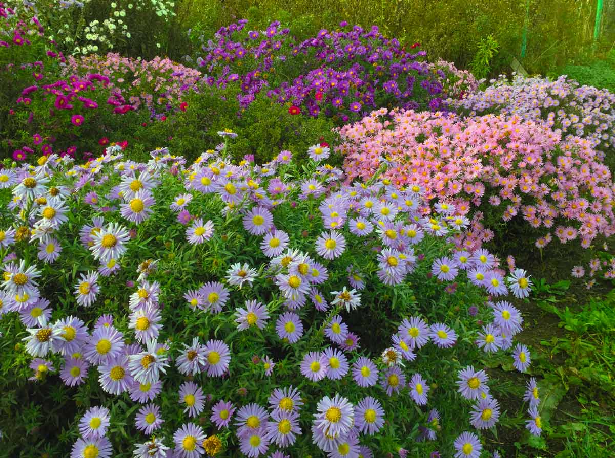 30 восхитительных декоративных растений для вашего сада