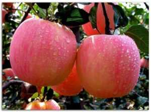 Яблоня шафран: особенности сорта и ухода