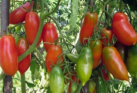 Сорт томата «алый мустанг»: описание, характеристика, посев на рассаду, подкормка, урожайность, фото, видео и самые распространенные болезни томатов