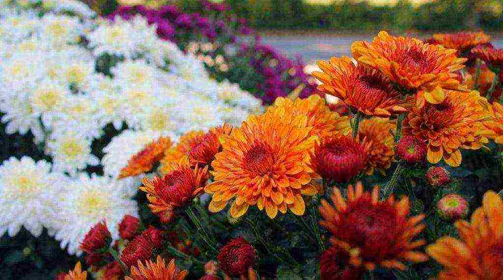 Цветы хризантемы: посадка и сорта