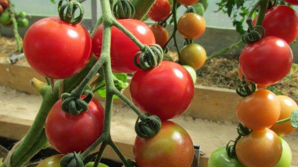 Лучшие сорта помидоров черри с описанием и фото