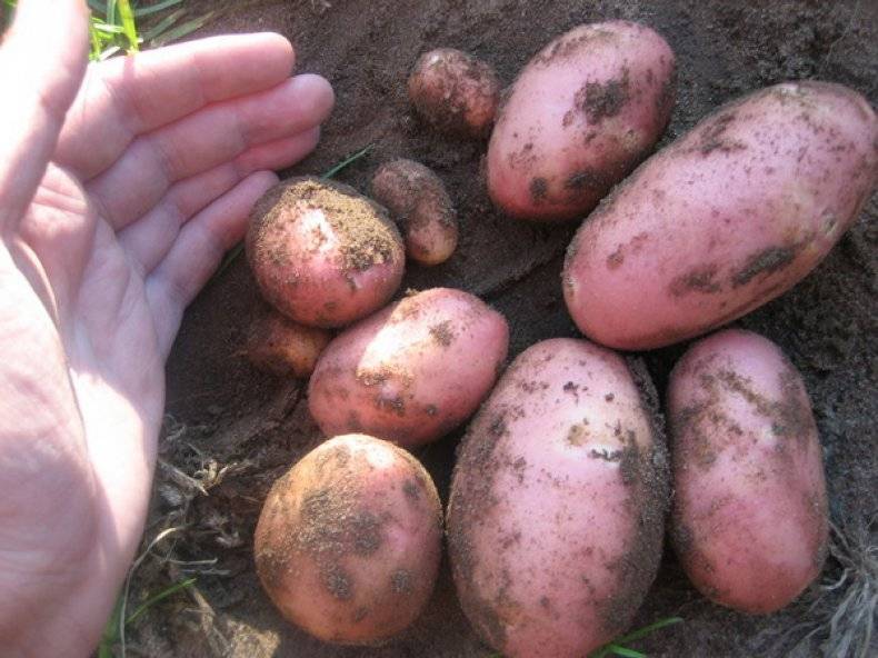 Сорт картошки голубизна — описание и выращивание