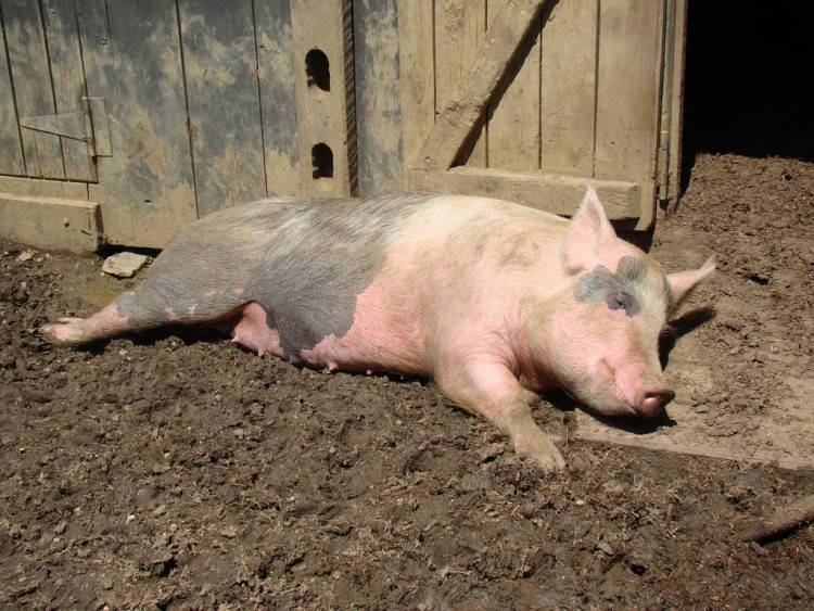 Рожа у свиней: возбудители, симптомы, методы лечения и профилактики