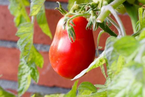 Детерминантный гибрид томата «черри лиза f1»: фото, отзывы, описание, характеристика, урожайность