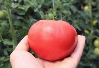 Характеристика и описание сорта томата пинк буш f1, его урожайность