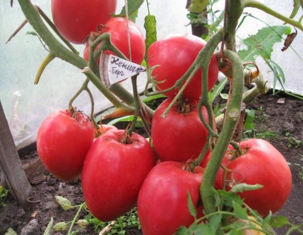 Характеристика и описание сорта томата Ниагара, его урожайность