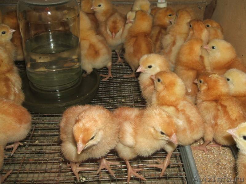 Содержимое аптечки для цыплят и инструкция по применению препаратов