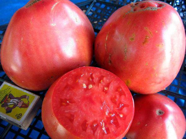 Засухоустойчивый раннеспелый сорт томат «пинк клер f1» для южных регионов: описание, характеристика, посев на рассаду, подкормка, урожайность, фото, видео и самые распространенные болезни томатов