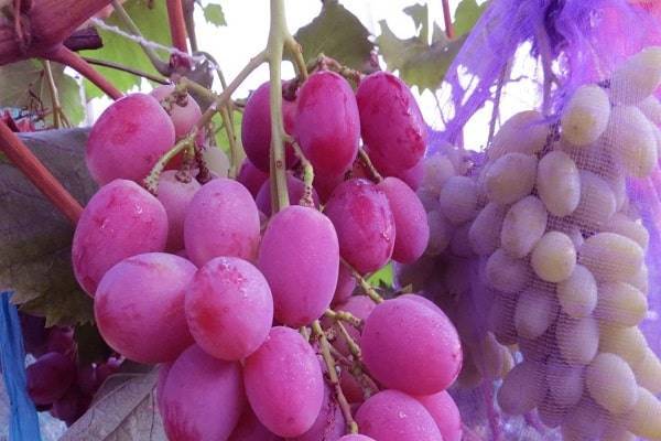 Сорт винограда «анюта» описание, отличия от «виктора»