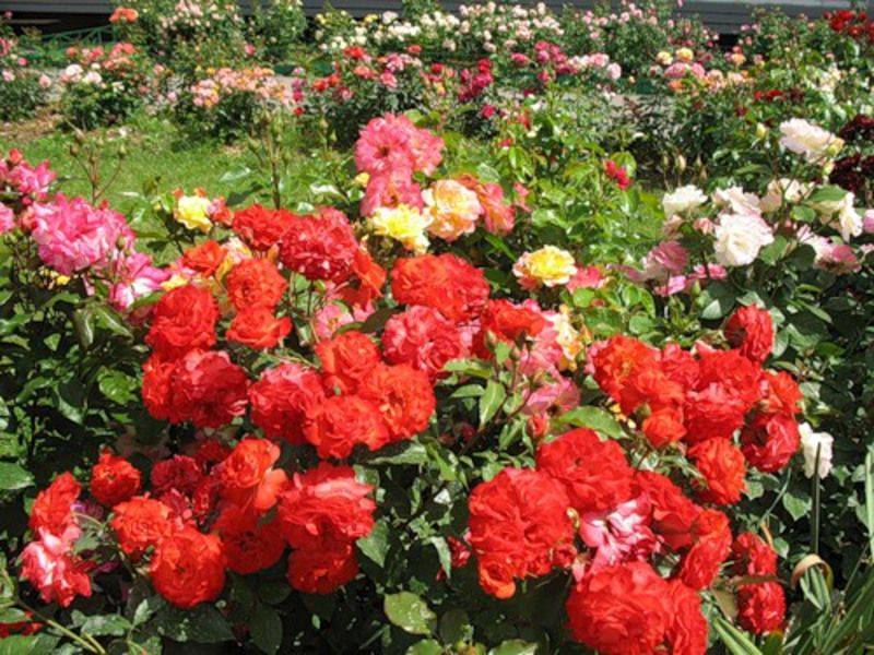Роза флорибунда: описание популярных сортов с фото, посадка и уход