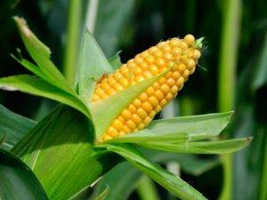 Польза и вред кукурузы для здоровья, лечебные свойства и противопоказания