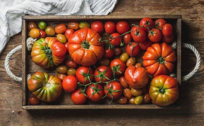 Нарядные плоды томата для салатов и засолки — описание и характеристики сорта помидор «орлиный клюв»