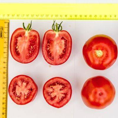 Великосветский: описание сорта томата, характеристики помидоров, посев
