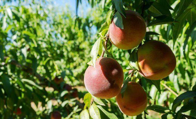 Болезни и вредители персиков: меры борьбы с ними, их лечение