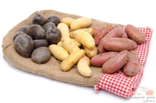 Сорт картофеля «скраб»: характеристики, особенности посадки и ухода