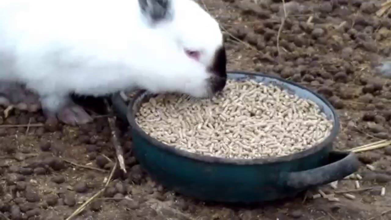 Технология содержания кроликов зимой на улице