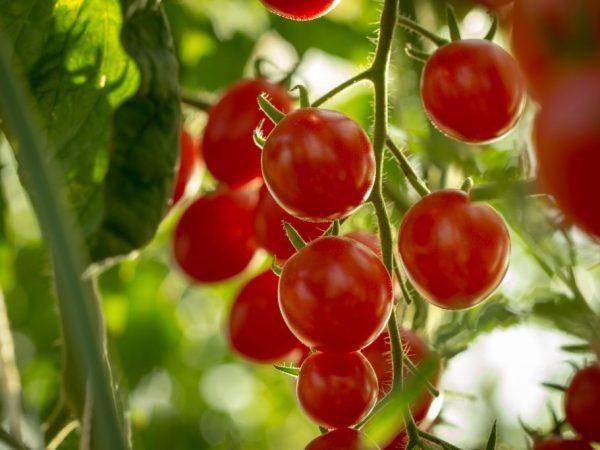 Сорт помидор ирина f1: урожайность и отзывы