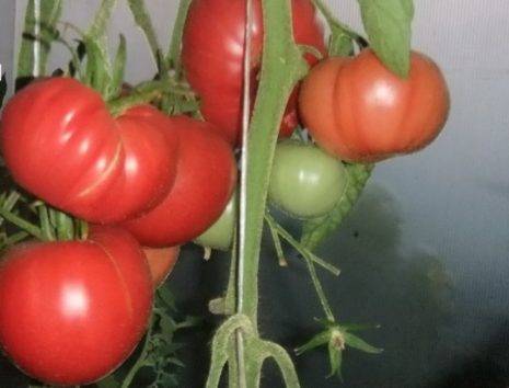 Характеристика и описание сорта томата чудо рынка, его урожайность