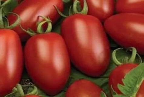 Мелкоплодный и вкусный — томат детский сладкий «сливка»: описание сорта и его характеристики