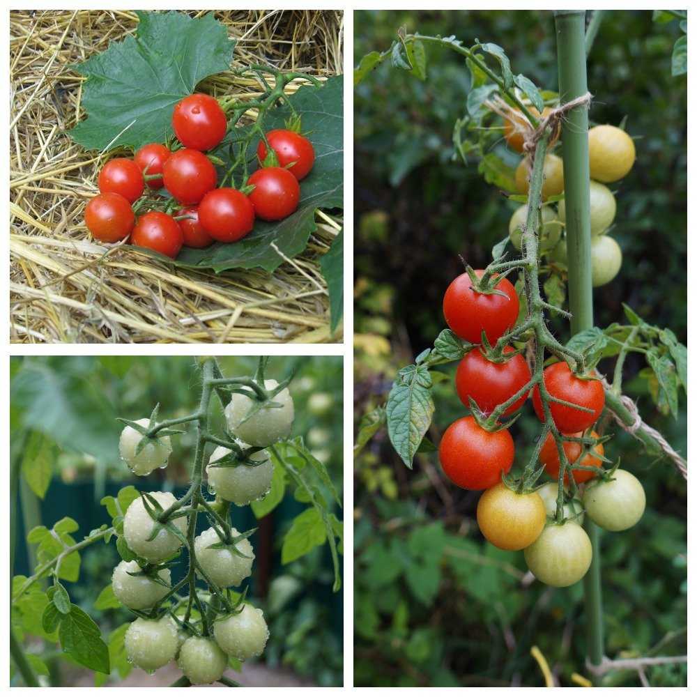 Описание сорта томата принц боргезе, особенности выращивания и урожайность