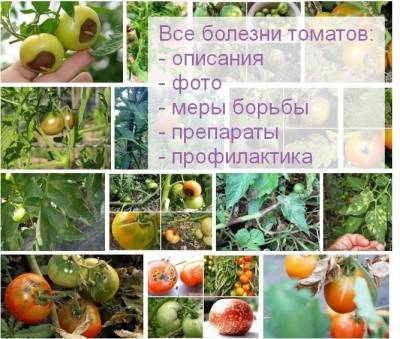 Альтернариоз томата (сухая пятнистость) — причины, симптомы и меры защиты