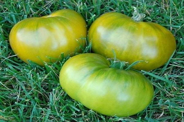 Лучшие сорта зеленоплодных томатов 2019, по мнению наших читателей